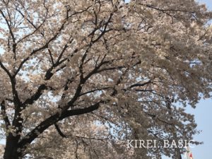 談合坂サービスエリアの桜