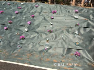 白糸自然公園周辺の花壇