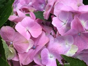 八木崎公園の紫陽花