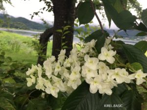八木崎公園・紫陽花・河口湖