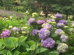 八木崎公園の紫陽花