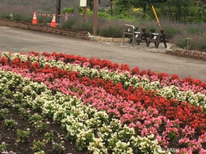 八木崎公園の花壇