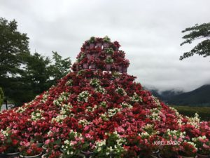 八木崎公園の富士山の形をしたお花