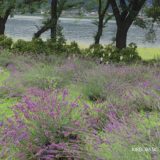河口湖と八木崎公園のラベンダー