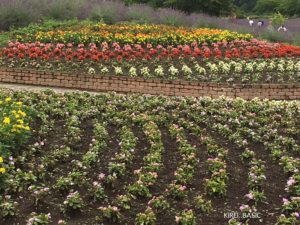 八木崎公園花壇