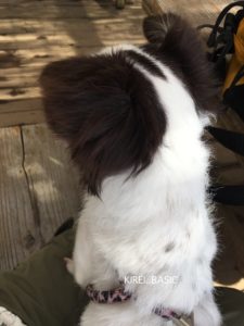 愛犬と陣馬山山頂の茶屋で