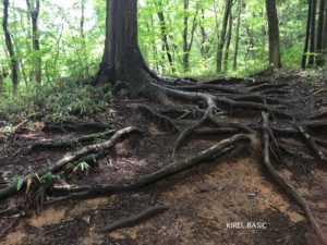 陣馬山登山